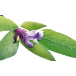 Rausch Linea Lucentezza Argentea alla Salvia per Capelli Grigi Bianchi